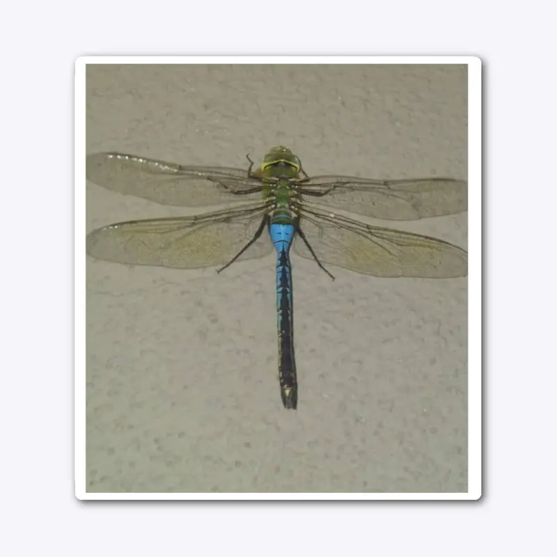 Dragonfly Flyy